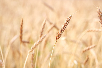 wheat spikelets close-up background blurred