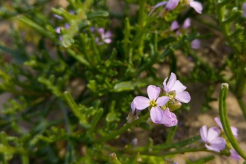 Beautiful pink flowers