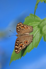 butterfly on leaf