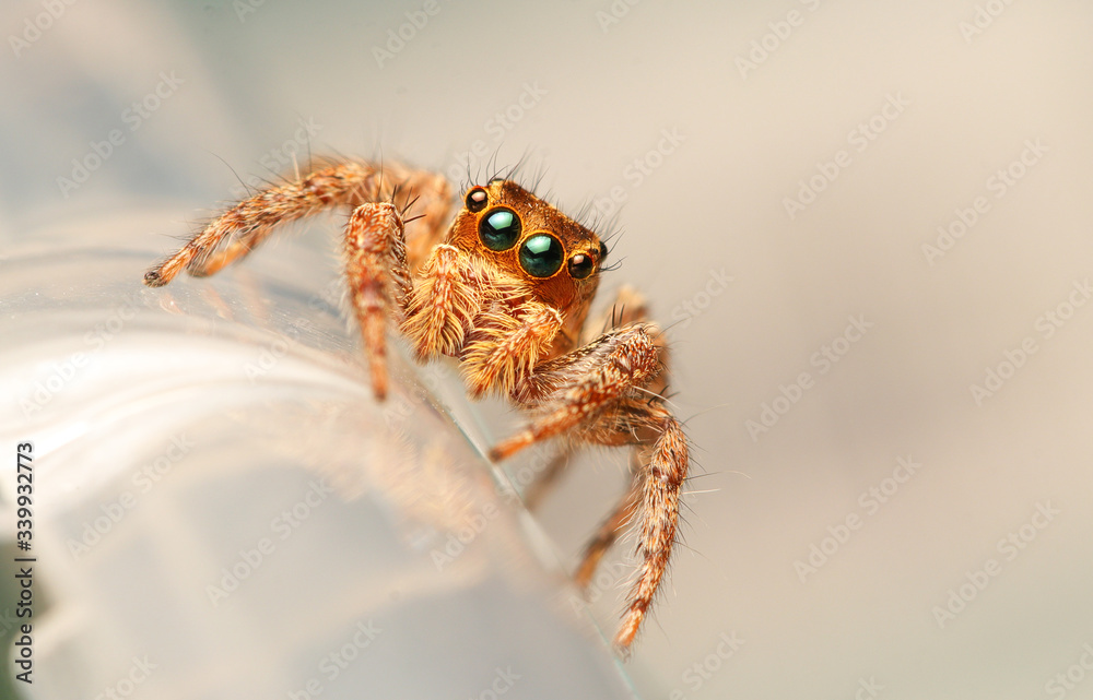 Wall mural spider on the ground