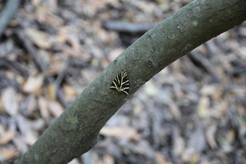 La valle delle farfalle