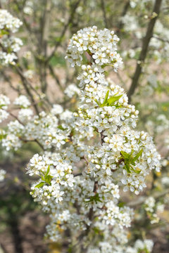 Prunus mahaleb Steinweichsel in Bl&uuml;te