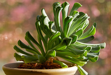 Succulent House Plant by Window Light