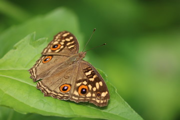 butterfly on a leaf