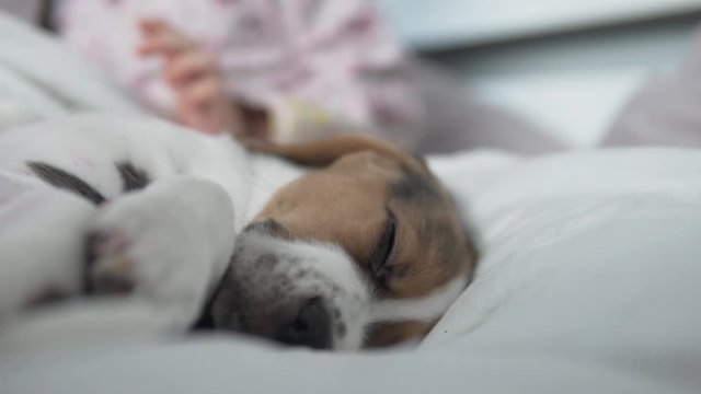 Puppy beagle sleeps sweetly in bed with children. Baby's hand strokes a sleeping puppy