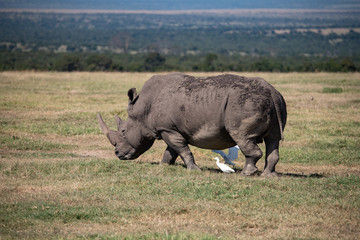 white rhino walking in the Kenyan grasslands with white birds around its feet