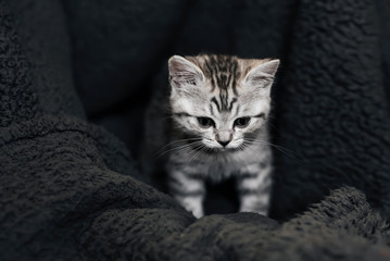 cute domestic striped Scottish straight kitten sitting on a grey background