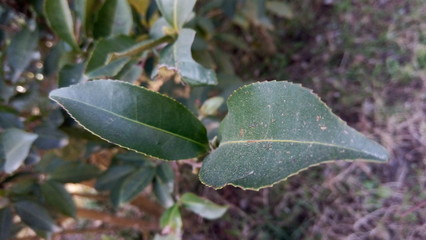 green leaves in the forest