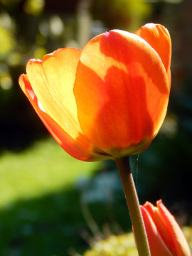 Macro close-up photograph of an orange red garden tulip flower (Tulipa gesneriana) in Spring sunshine, with shallow depth of field