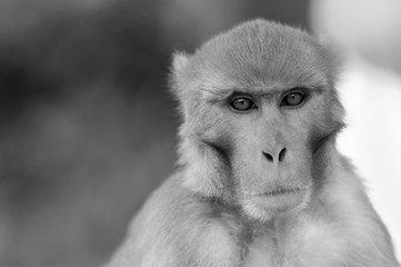 Portrait of a Monkey in Bw