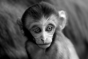 Baby monkey in monochrome