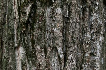 an old tree bark texture