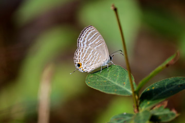 butterfly on leaf