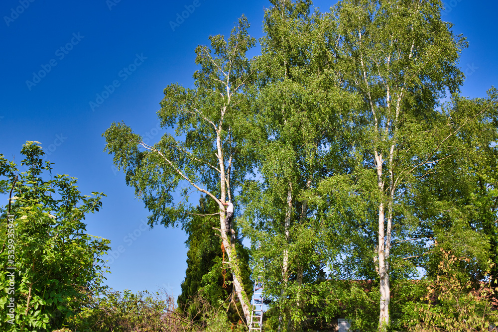 Wall mural mature male tree trimmer high in birch tree, 30 meters from ground, cutting branches with gas powere