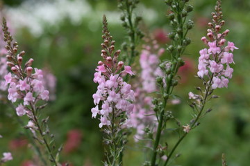 Pink flowers (Canon went)