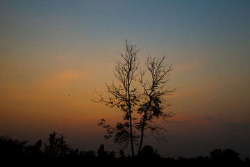 Fototapeta premium sunset in the forest