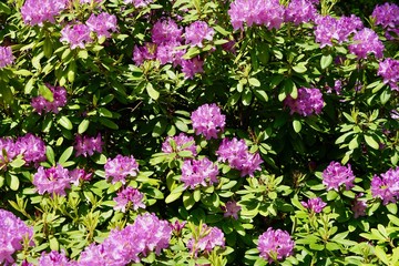 Violette Rhododendren im Sonnenlicht
