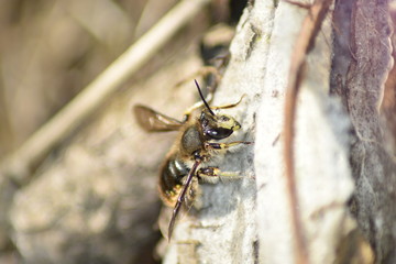 Bee on log