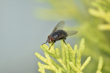 Housefly on leaves