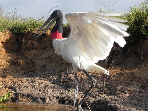 Close-up Of Jabiru Stork