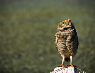 great horned owl