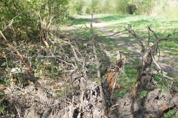 tree roots in the forest