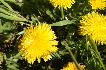 dandelion