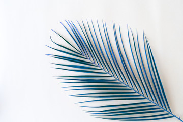 Blue palm leaf on a white background