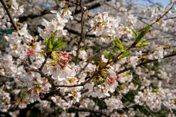 Delicate pink sakura blossoms sway gently in the spring breeze. A serene moment beneath blooming cherry trees, capturing the timeless elegance of Japanese nature and culture