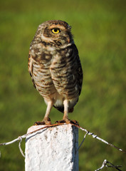 great horned owl