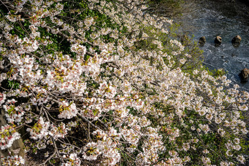 Obraz premium Delicate pink sakura blossoms sway gently in the spring breeze. A serene moment beneath blooming cherry trees, capturing the timeless elegance of Japanese nature and culture