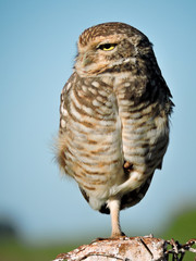 great horned owl