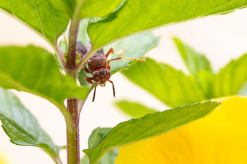 Red paper wasp sitting on green leaf