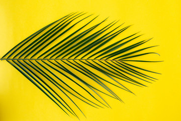 Fototapeta premium Tropical leaves on pastel color background.Jungle leaf close up.Botanical nature concepts.Floral elements design,
