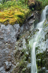 a forest stream cascades down from rocks among grass and fern leaves