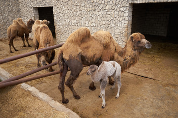 Bactrian camel family. Camel and camel colt on farm, outdoors.