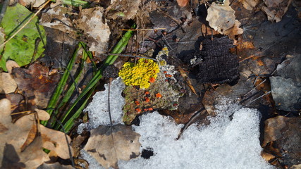 Lichen and leaves on the ground  with some snow