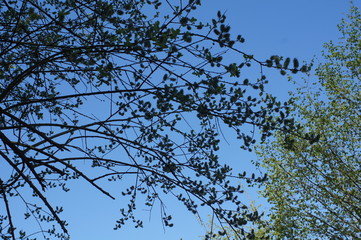 tree branches against blue sky