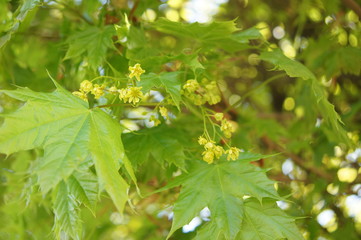 macro leafs from a mapel  tree