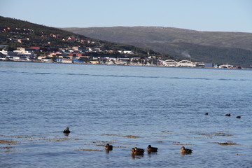 bird birds cormorants tromso tromsø  water travel tourism sea coast nature port blue landscape sky harbor architecture europe boatship mountain summer bay view city beautifull and mark mediterranean v