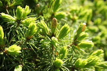 
A pine tree is blooming