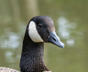 Portrait of a Canadian goose on the water