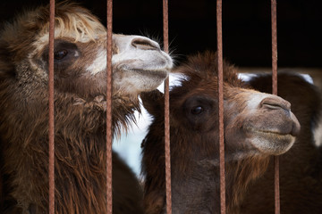 Bactrian camel family. Camel and camel colt on farm, outdoors.