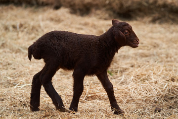 Cute little lamb playing outdoors. Newborn baby lamb animal