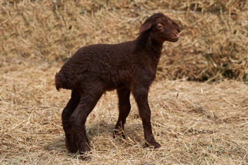 Cute little lamb playing outdoors. Newborn baby lamb animal