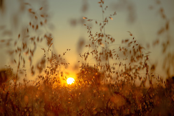 Wild oats and wheat at harvest,  beautifully illuminated at sunset.