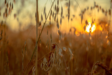 Wild oats and wheat at harvest,  beautifully illuminated at sunset.