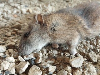 dead rat on the ground, rodent pests
