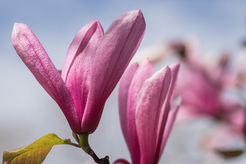 pink magnolia blossoms