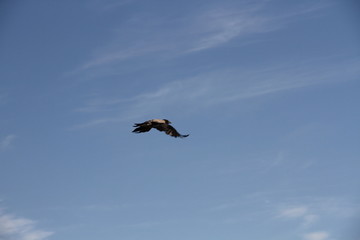 bird birds cormorants tromso tromsø  water travel tourism sea coast nature port blue landscape sky harbor architecture europe boatship mountain summer bay view city beautifull and mark mediterranean v